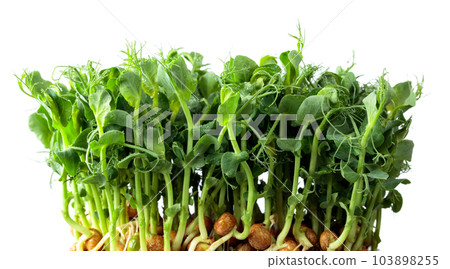 Fresh pea microgreen sprouts isolated on a white background. 103898255