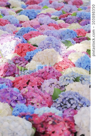 生動的繡球花花手水垂直太宰府天滿宮 103898350