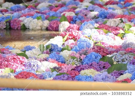 擁有美麗繡球花的太宰府天滿宮 擁有美麗繡球花的太宰府天滿宮 103898352