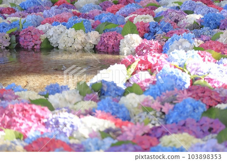 擁有美麗繡球花的太宰府天滿宮 103898353