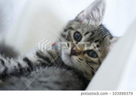 小貓雉 小貓雉 103898379