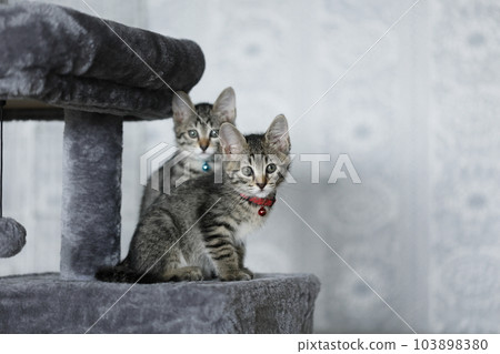 小貓雉 小貓雉 103898380