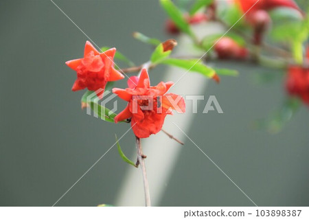 加州石榴花 103898387