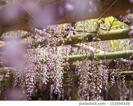 Ushijima的紫藤 103898388