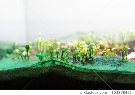 Blue-green algae in the home planted aquarium. A close-up shot of carpet plants covered by cyanobacteria slime in the freshwater aquarium. Blue-green algae in the home planted aquarium. A close-up shot of carpet plants covered by cyanobacteria slime in the freshwater aquarium. 103898431