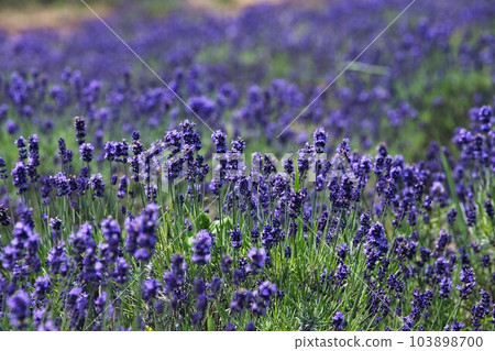 薰衣草農場盛開 103898700