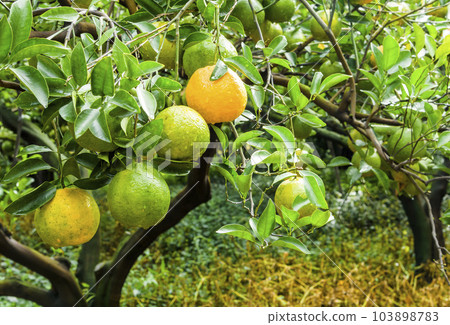 Many orange fruits in the orchard of Taichung, Taiwan. 103898783