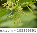Cestrum nocturnum or Hasna hena of Southeast Asia on tree 103899391