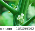 Papaya flowers in the papaya tree 103899392
