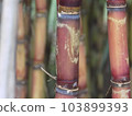 Sugar Cane on garden 103899393