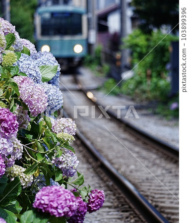 Enoden和繡球花的看法 Enoden和繡球花的看法 103899396