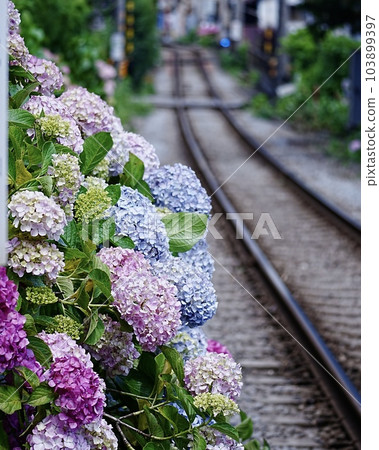 繡球花和江野電鐵的景色 103899397