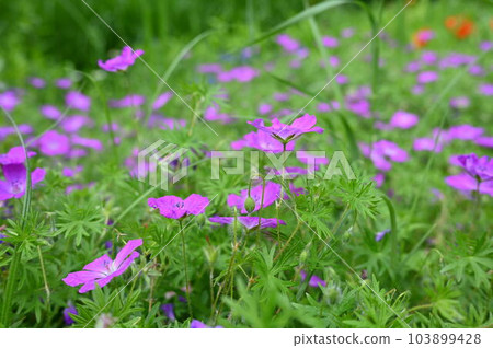 Pink geranium flower on green leaves background 103899428
