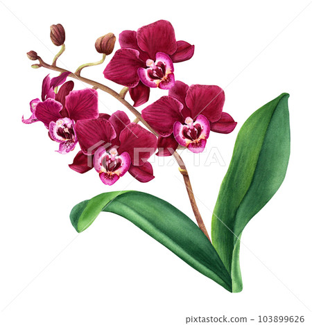 Orchid flower plant with blooms and leaves. Watercolor botanical illustration isolated on white for cards, invitation 103899626