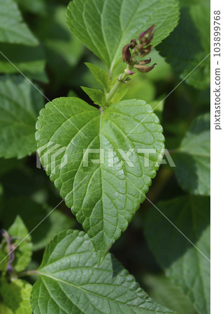 Sage Strawberry Lake Sage Strawberry Lake 103899768