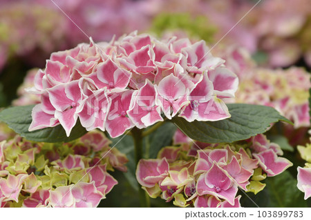 French hydrangea 103899783