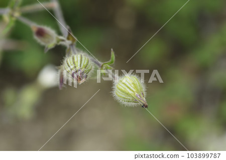 White campion 103899787
