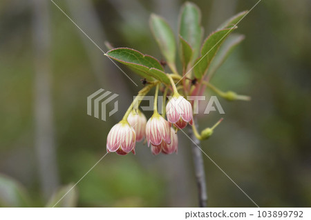 Red-vein enkianthus Red-vein enkianthus 103899792
