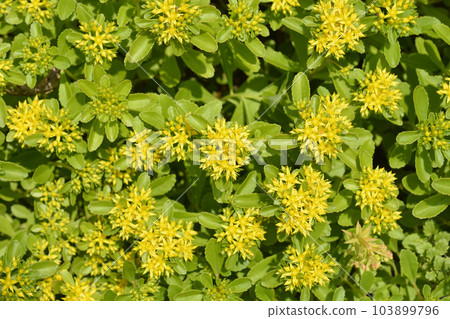 Orange Stonecrop Weihenstephaner Gold 103899796