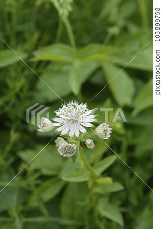 Carnic masterwort 103899798