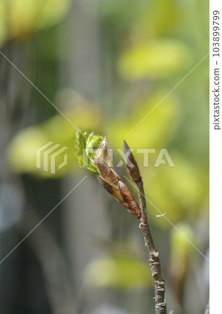 Beech Dawyck Gold Beech Dawyck Gold 103899799