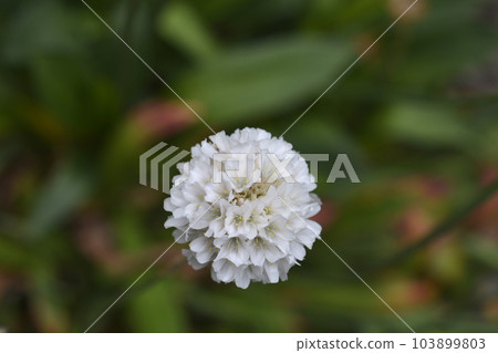 Great thrift Ballerina White 103899803