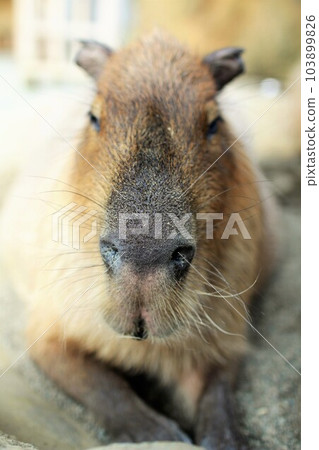 Capybara's face up 103899826