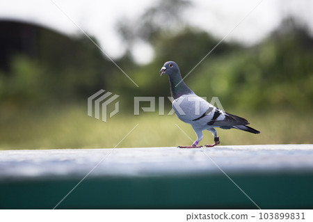 portrait full body of homing pigeon standing on home loft trap 103899831