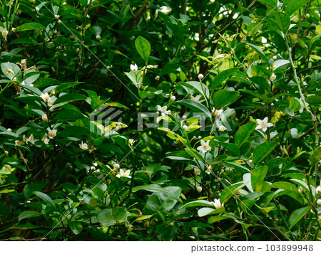 Sheer sir flowers Sheer sir flowers 103899948