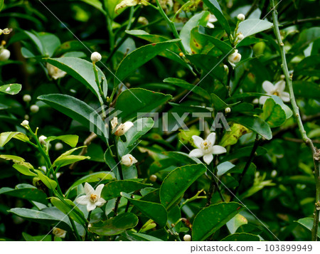 Sheer sir flowers 103899949