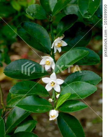 Sheer sir flowers Sheer sir flowers 103899950