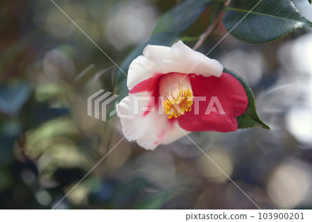 Tengashita Camellia Flower Tengashita Camellia Flower 103900201