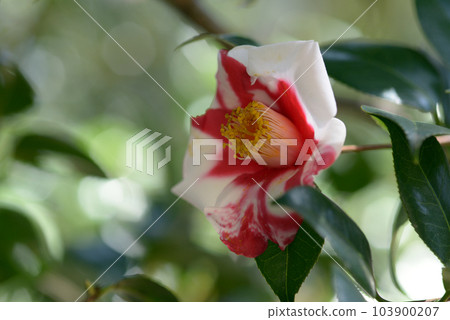 天下山茶花 天下山茶花 103900207