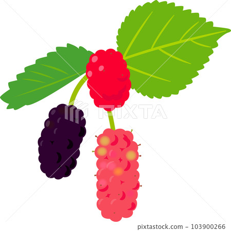 桑果和桑葉 桑果和桑葉 103900266