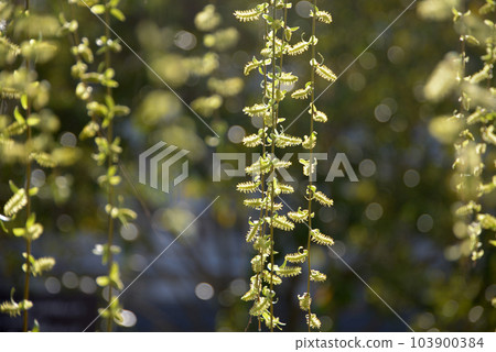 Willow sprout 103900384