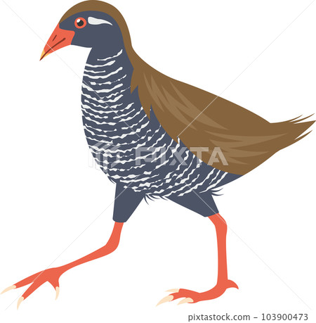 生活在沖繩縣的不會飛的鳥 Okinawa Rail 的圖像插圖 103900473