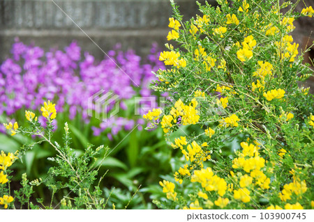 花園形象 花園形象 103900745