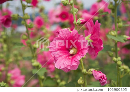 Tatiaoi in full bloom 103900895