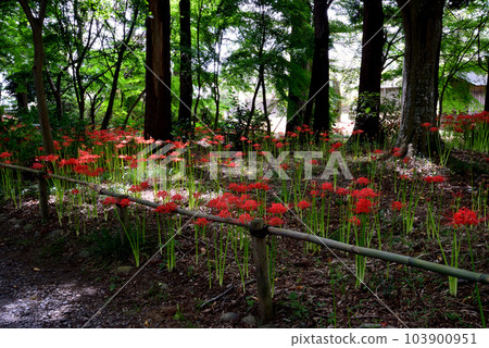 Gugyoji #41 的 Higanbana Gugyoji #41 的 Higanbana 103900951