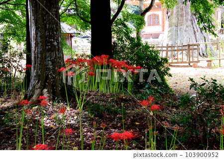 Gugyoji #42 的 Higanbana Gugyoji #42 的 Higanbana 103900952