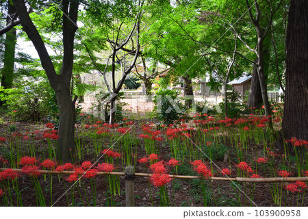 Higanbana of Gugyoji #48 Higanbana of Gugyoji #48 103900958