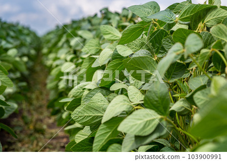 Close-up of a soybean plant field under a blue sky on a summer day 103900991