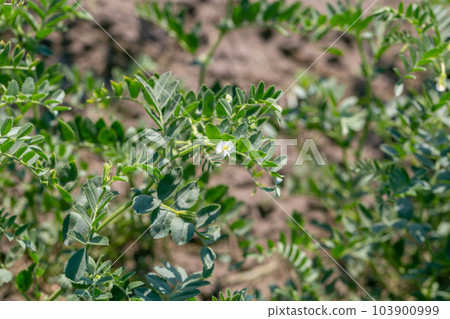 Chickpeas in garden with leaves. Chickpeas plant growing. 103900999