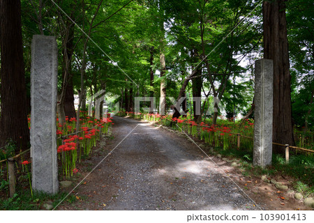 Higanbana of Gugyoji #51 103901413