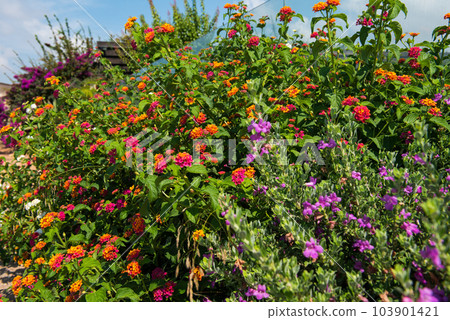 Mediterranean big sage flower and plant Mediterranean big sage flower and plant 103901421