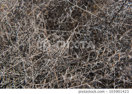 Mediterranean bush, briar thorn Mediterranean bush, briar thorn 103901423