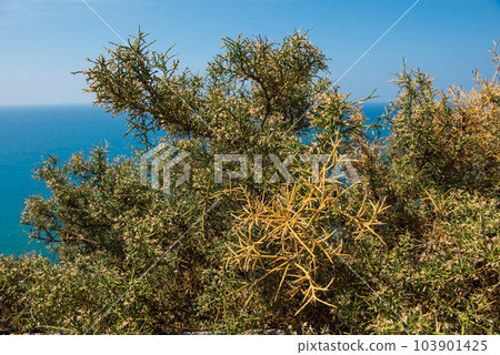 Mediterranean bush, briar thorn Mediterranean bush, briar thorn 103901425