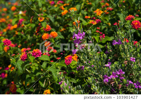 Mediterranean big sage flower and plant 103901427