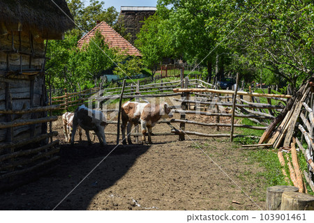 Cow in farmland 103901461