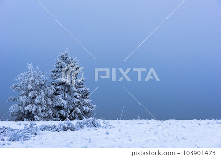 Christmas fir tree covered with hoarfrost and snow 103901473